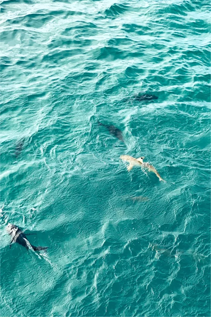 great barrier reef tours cairns