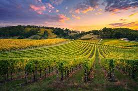 Best Small Wineries in Barossa Valley