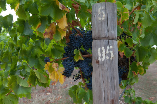 wine tasting in barossa valley