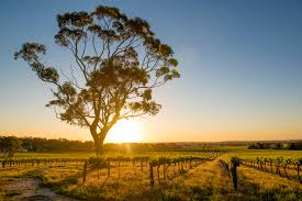 top wineries barossa