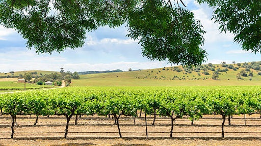 list of barossa wineries