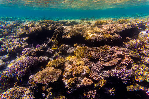 diving the great barrier reef