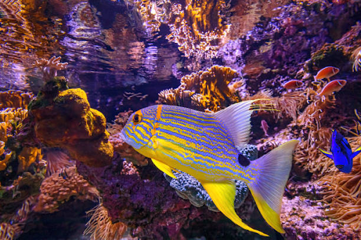 best reefs to snorkel great barrier reef