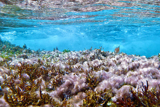 best place to snorkel great barrier reef