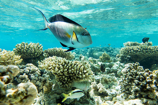Best Places to Snorkel the Great Barrier Reef