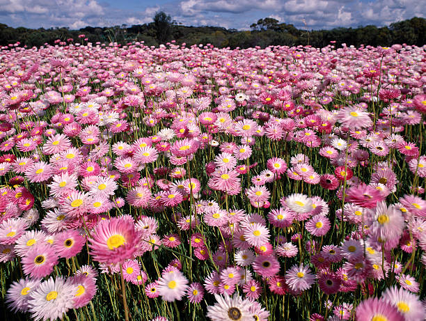 Best place and time to see wildflowers in Western Australia