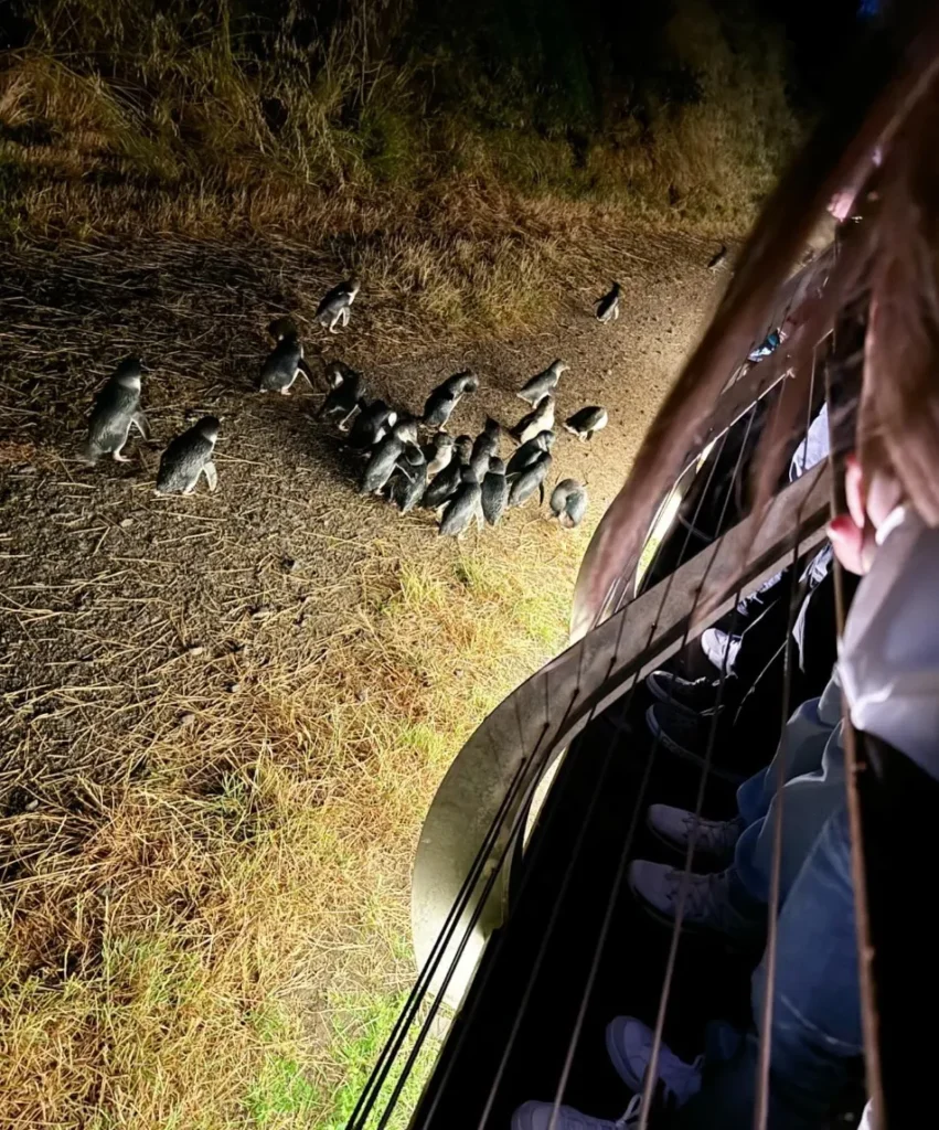 Penguin Parade