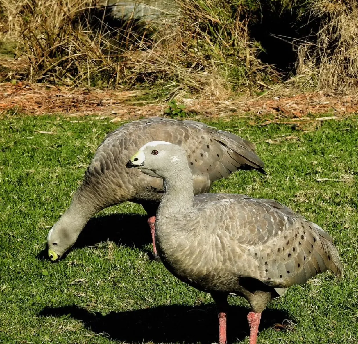 Exploring Phillip Island Nature Parks