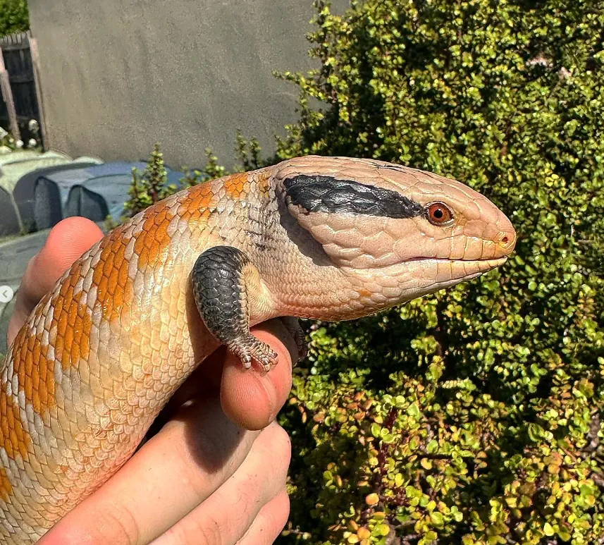 Blue-tongue Lizards