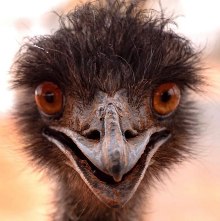 Emus