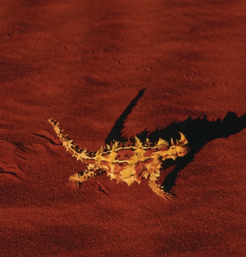 Thorny Devils
